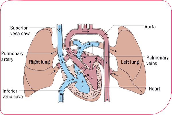 tuberculosis treatment