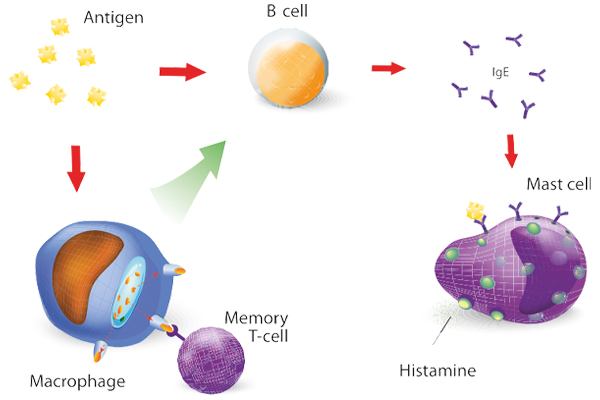 The Mechanism of Allergy
